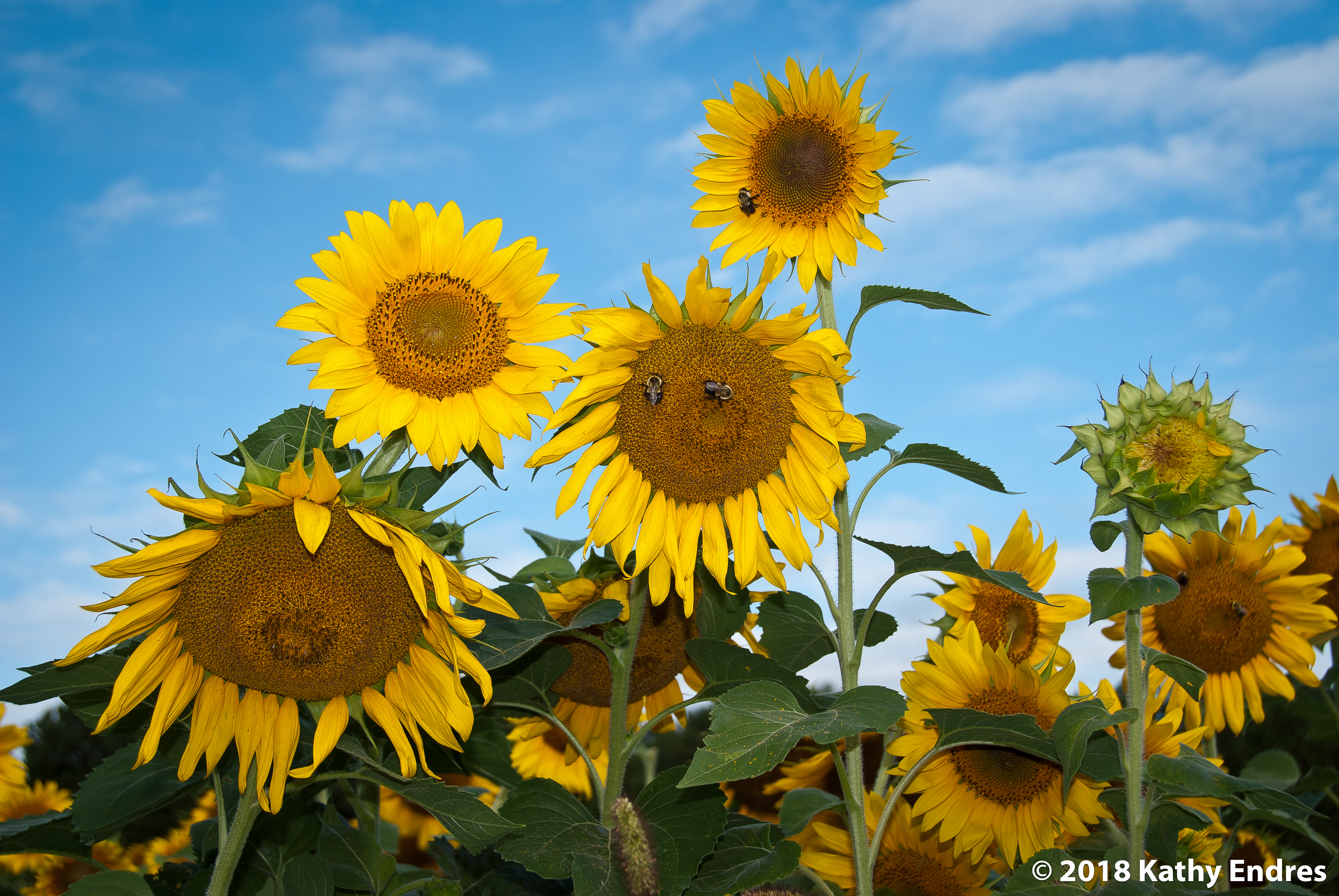 KathyEndres_Sunflowers2