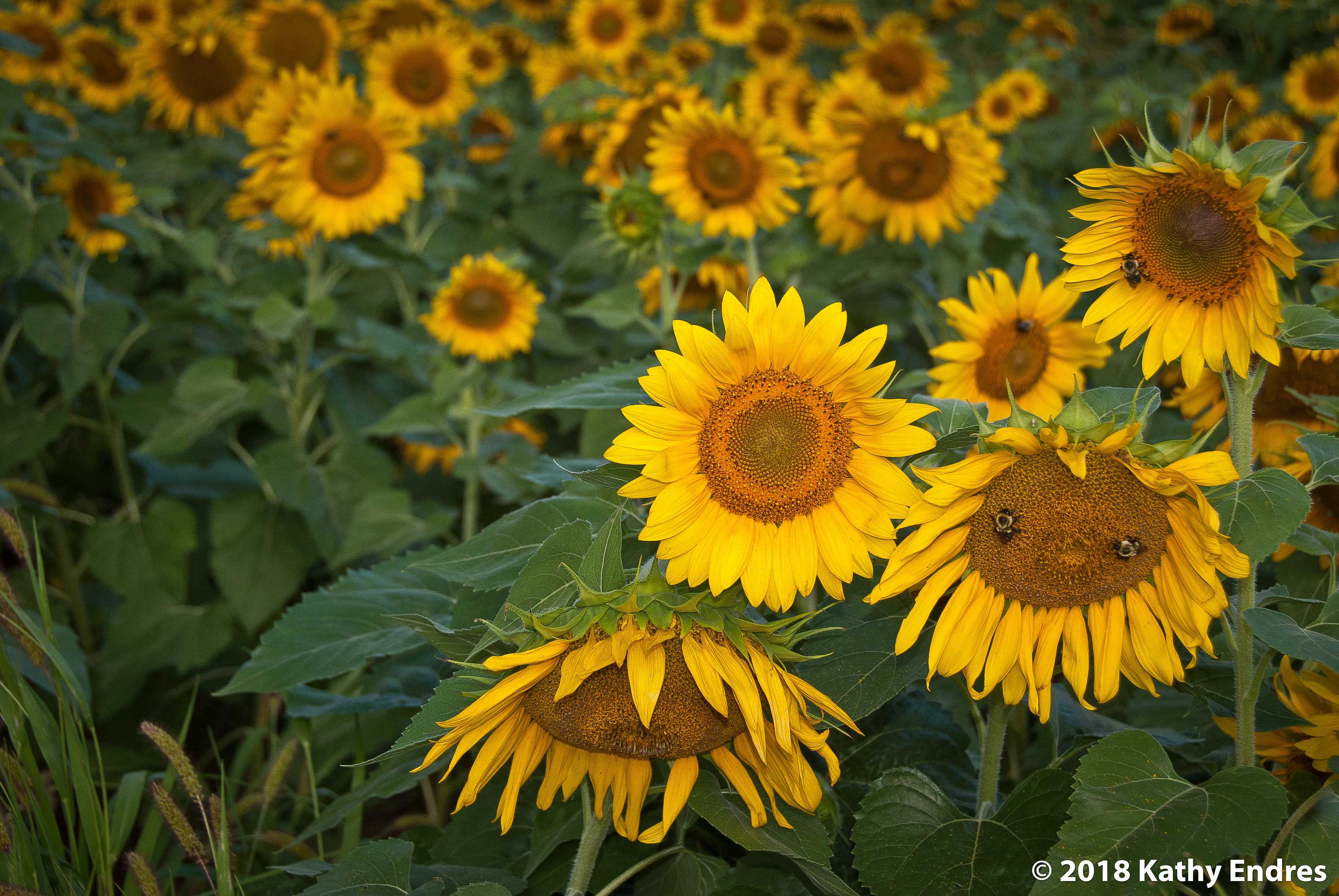 KathyEndres_Sunflowers3