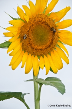 KathyEndres_Sunflowers4